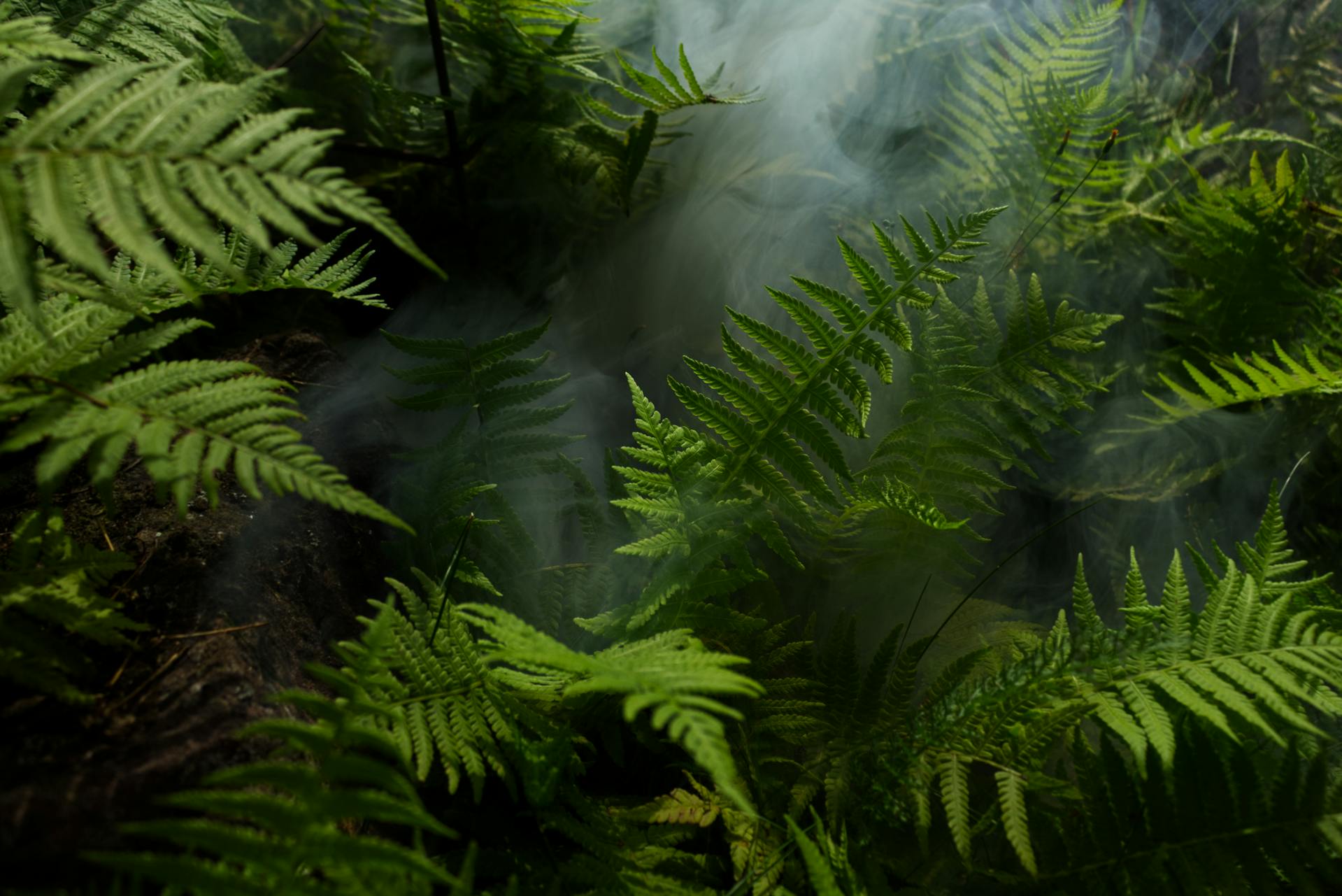 monsterra leaves